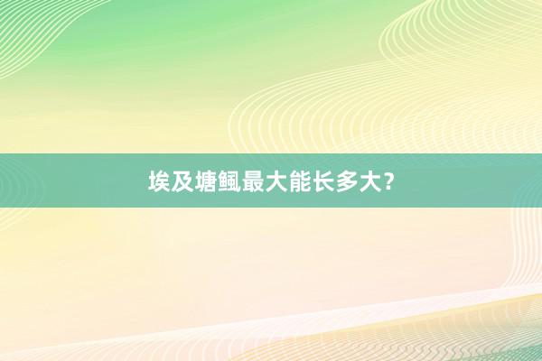 埃及塘鲺最大能长多大？